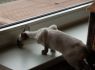Honey.Nov.09 (125)_640x426.JPG