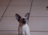 Honey.Nov.09 (170)_640x426.JPG