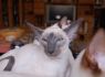 Honey.Nov.09 (86)_640x426.JPG