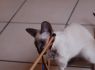 Honey.Nov.09 (177)_640x426.JPG