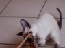 Honey.Nov.09 (176)_640x426.JPG