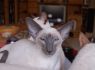 Honey.Nov.09 (88)_640x426.JPG